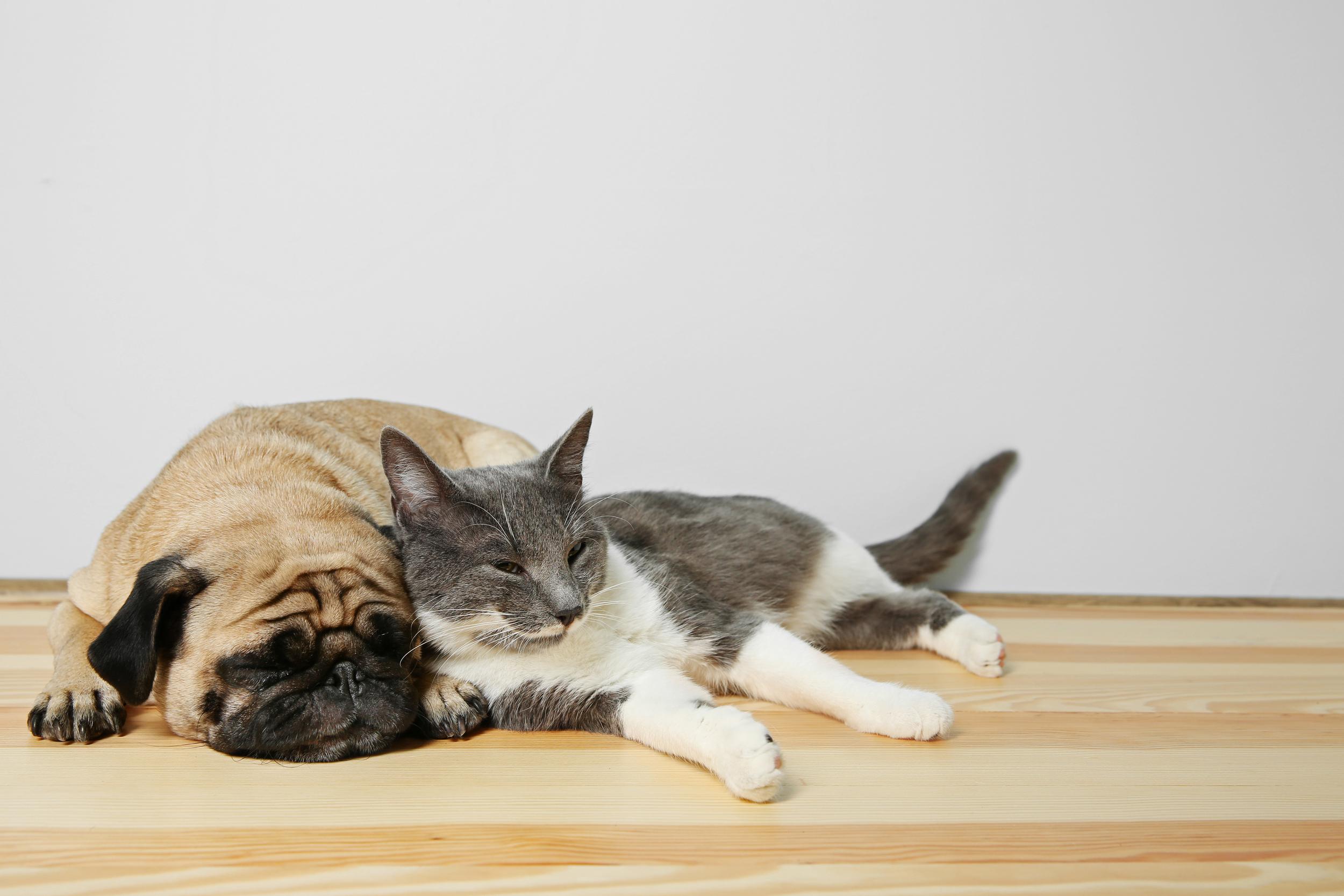 Dog and Cat Snuggled on Wood Floor