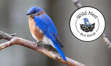 Wild Nest Bird Rehab