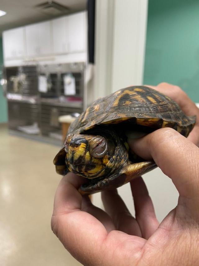 Turtle 1