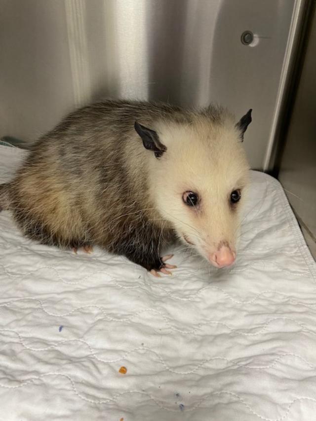 Opossum