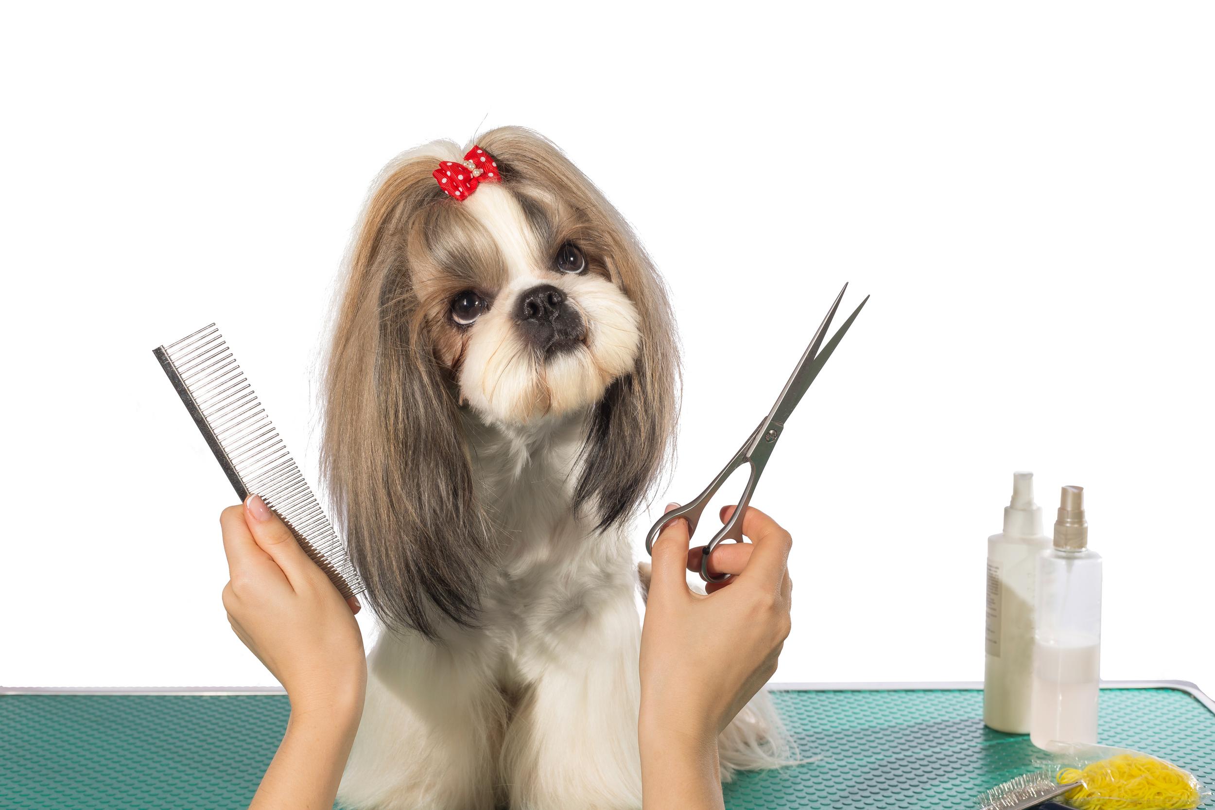 Fluffy Dog with Grooming Tools