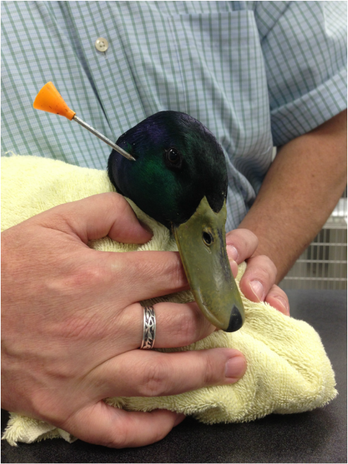 Duck