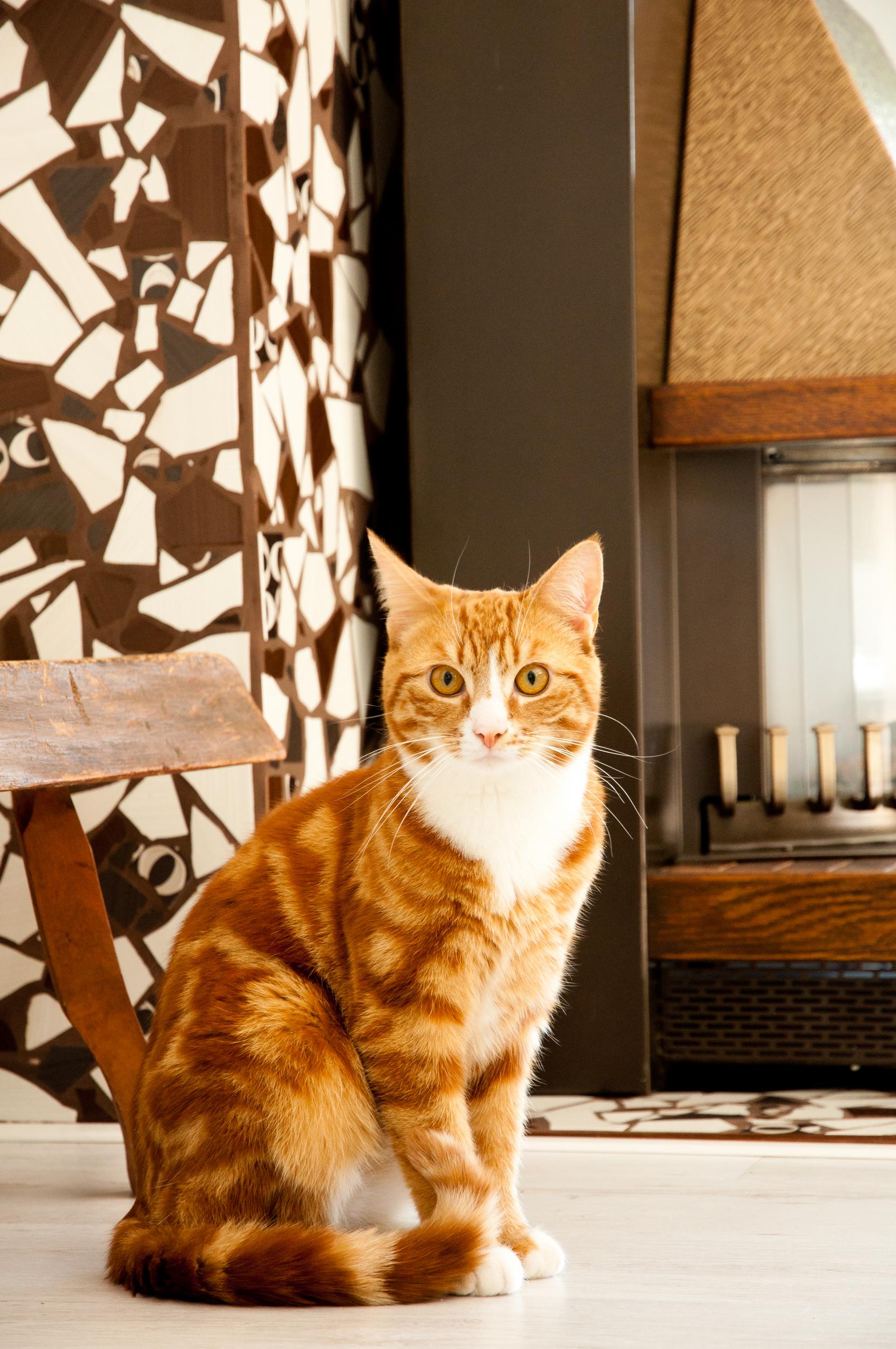 Red and White Cat Sitting in a Retro Household