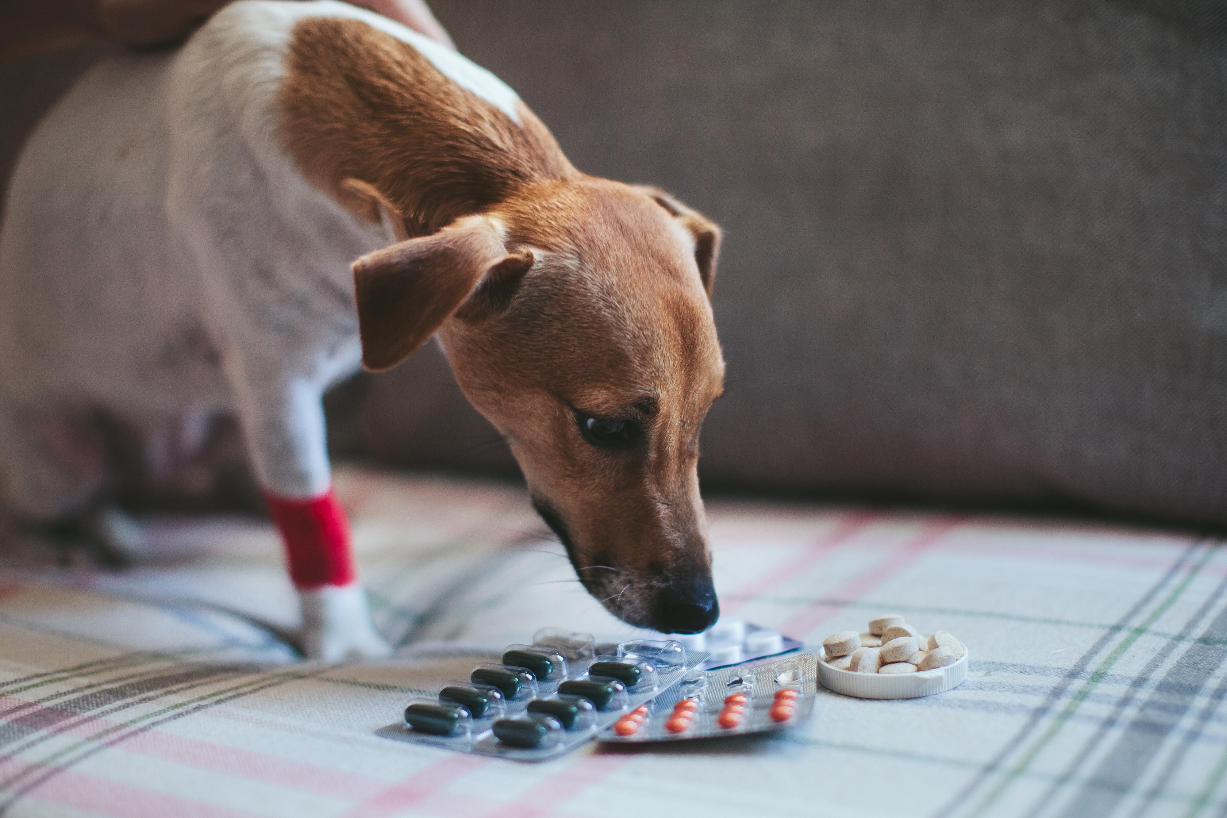 Dog sniffing Pills