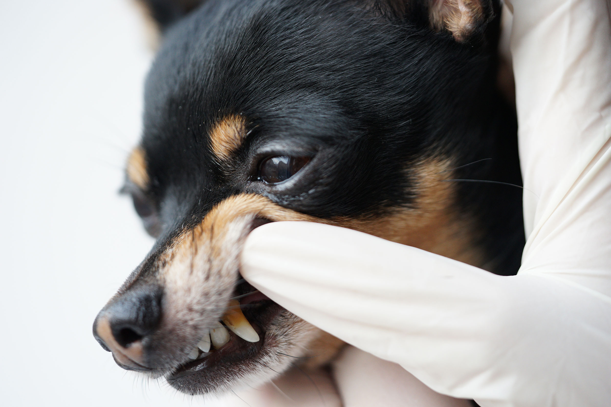 Small Brown and Black Dog Getting Dental Exam