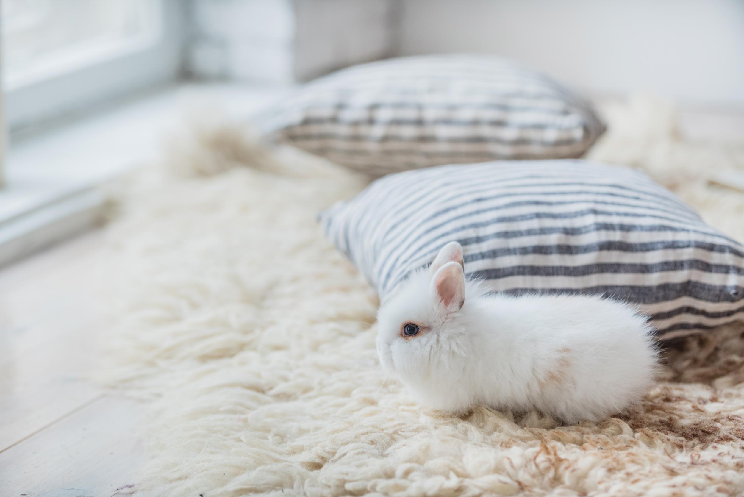 Fluffy White Rabbit on Rug