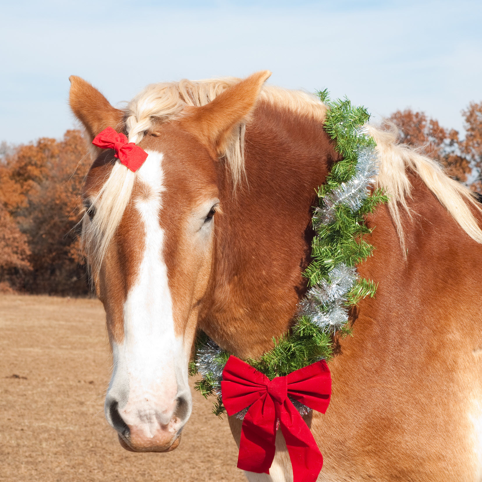 Horse with Wreath