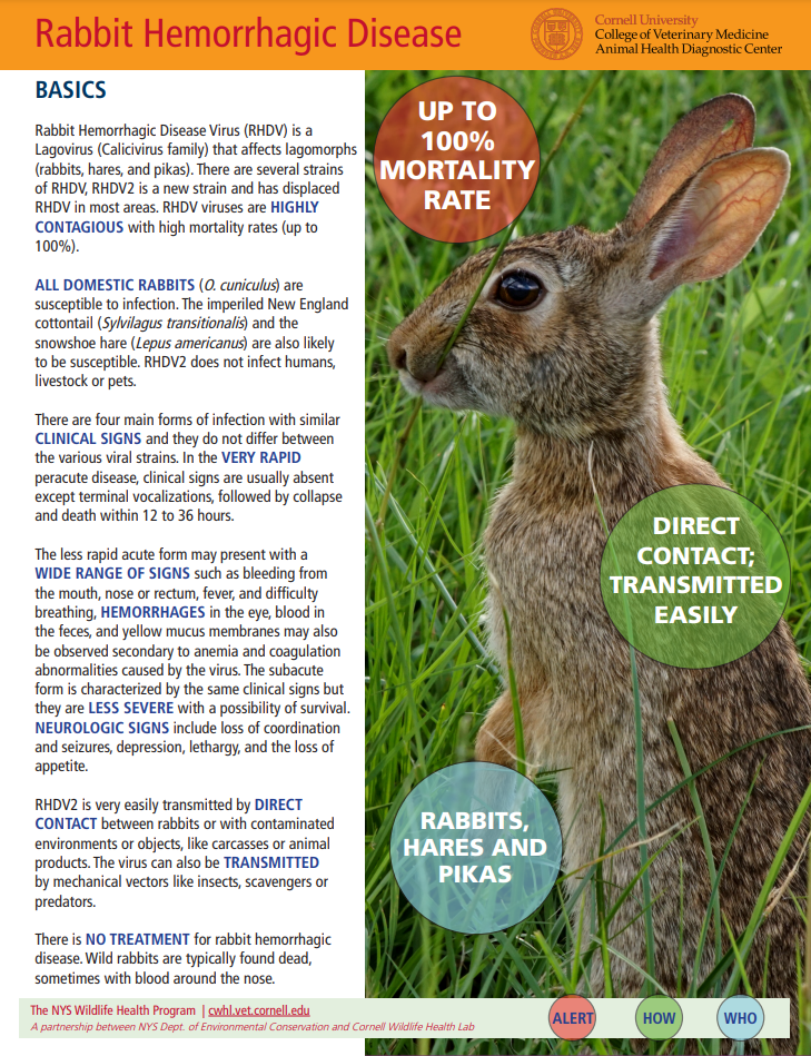 Rabbit Hemorrhagic Disease