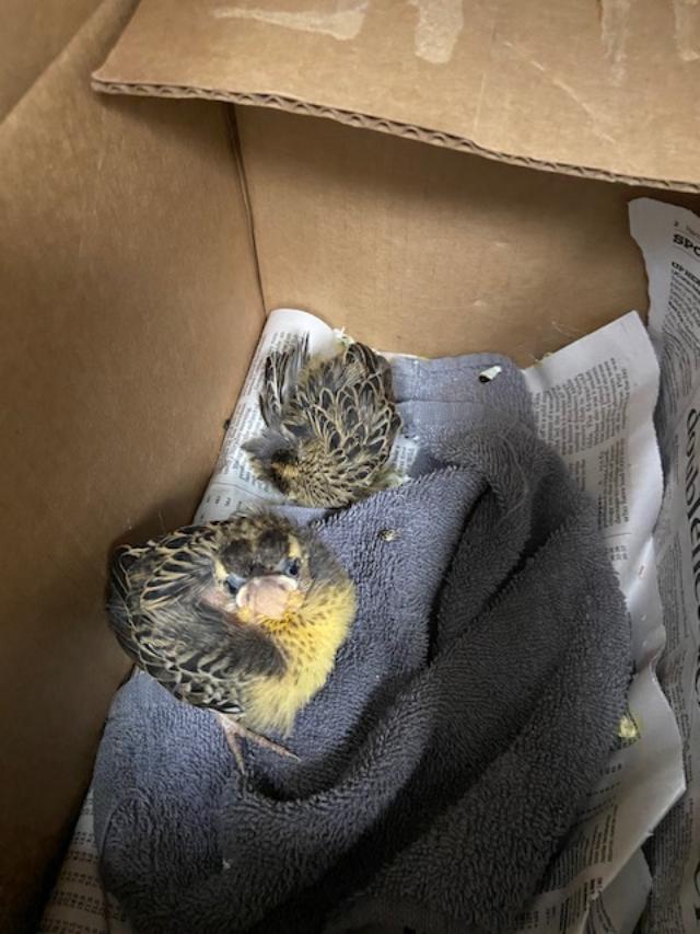 Baby Bird