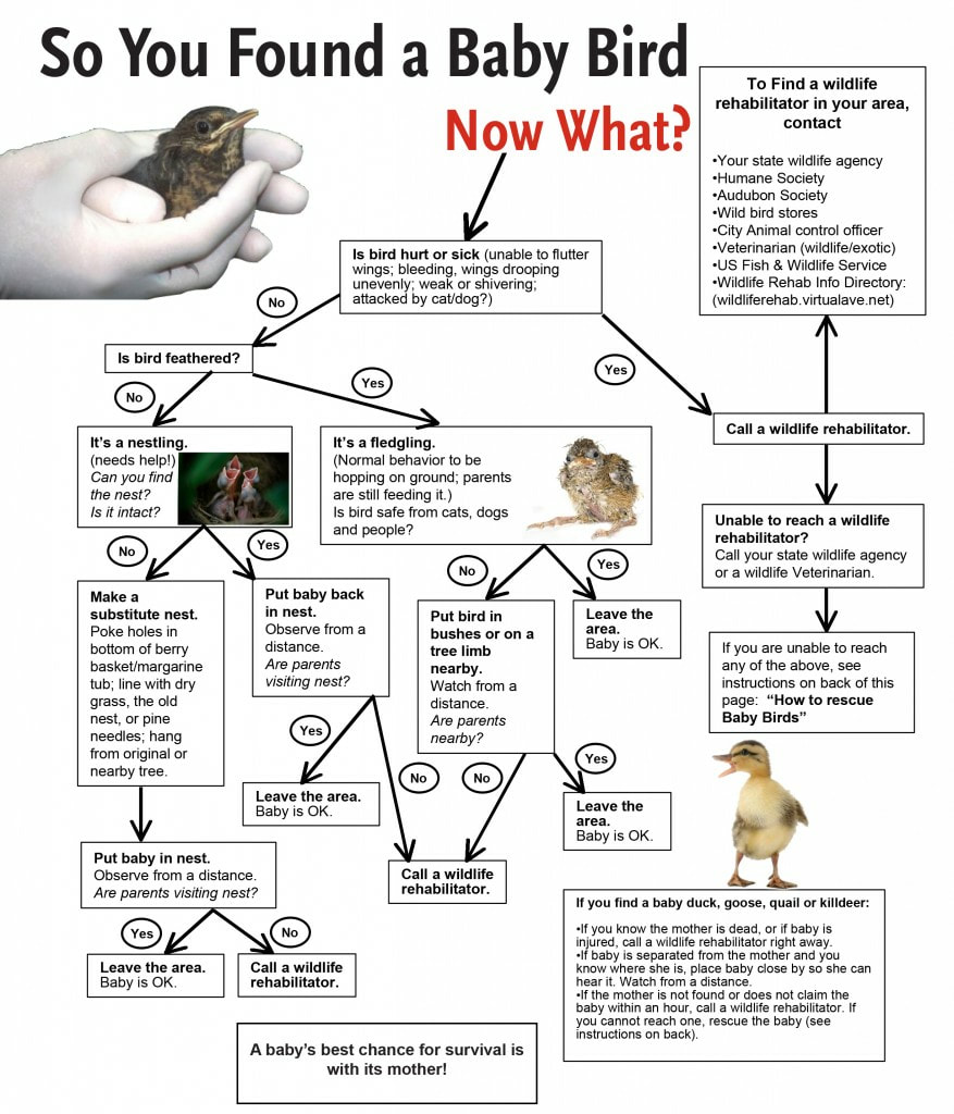 Baby Bird Flowchart