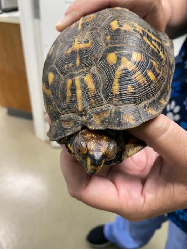 Turtle 2