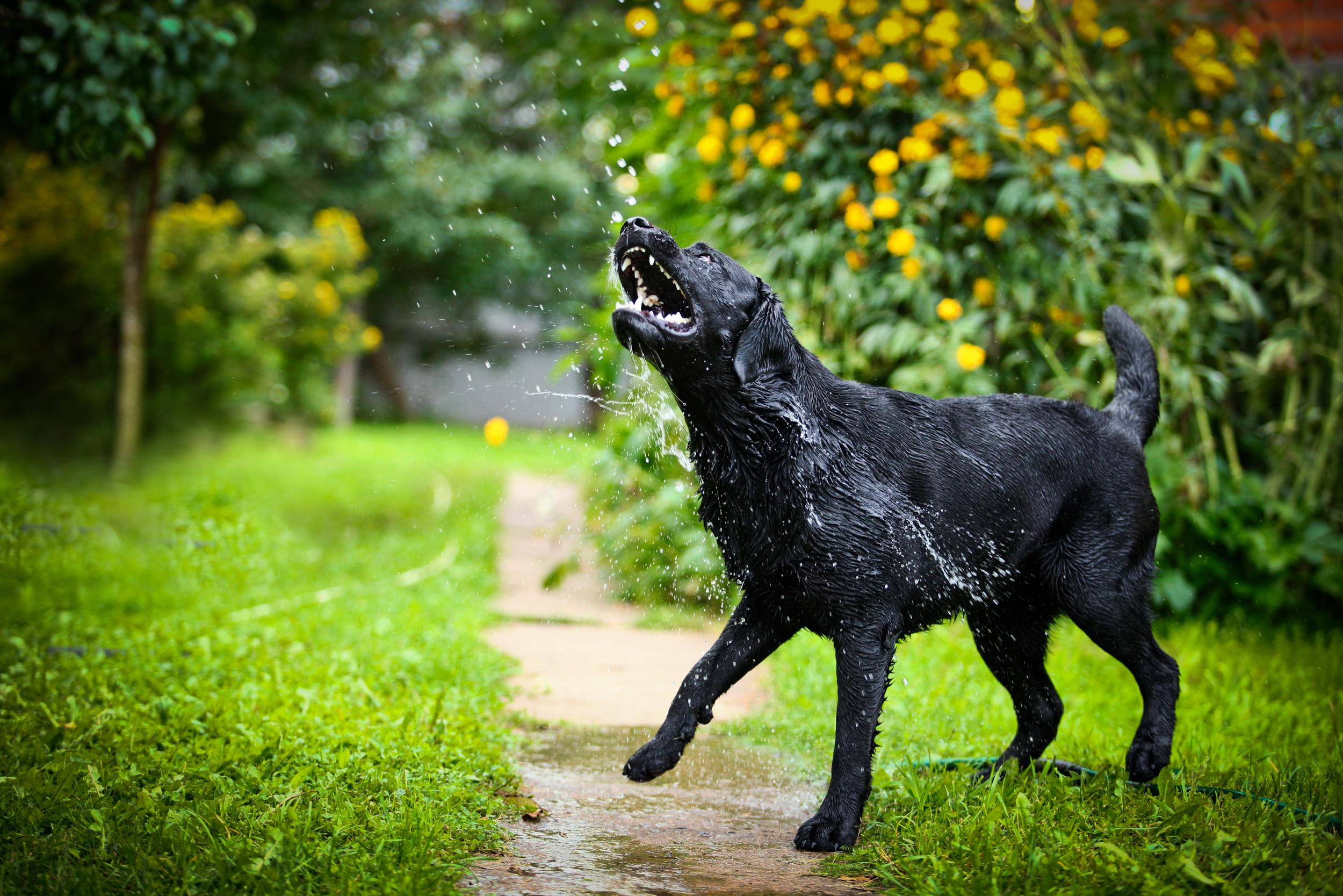 Wet Black Lab Shaking Water Off Outside