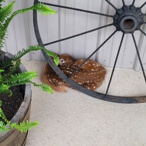 Fawn