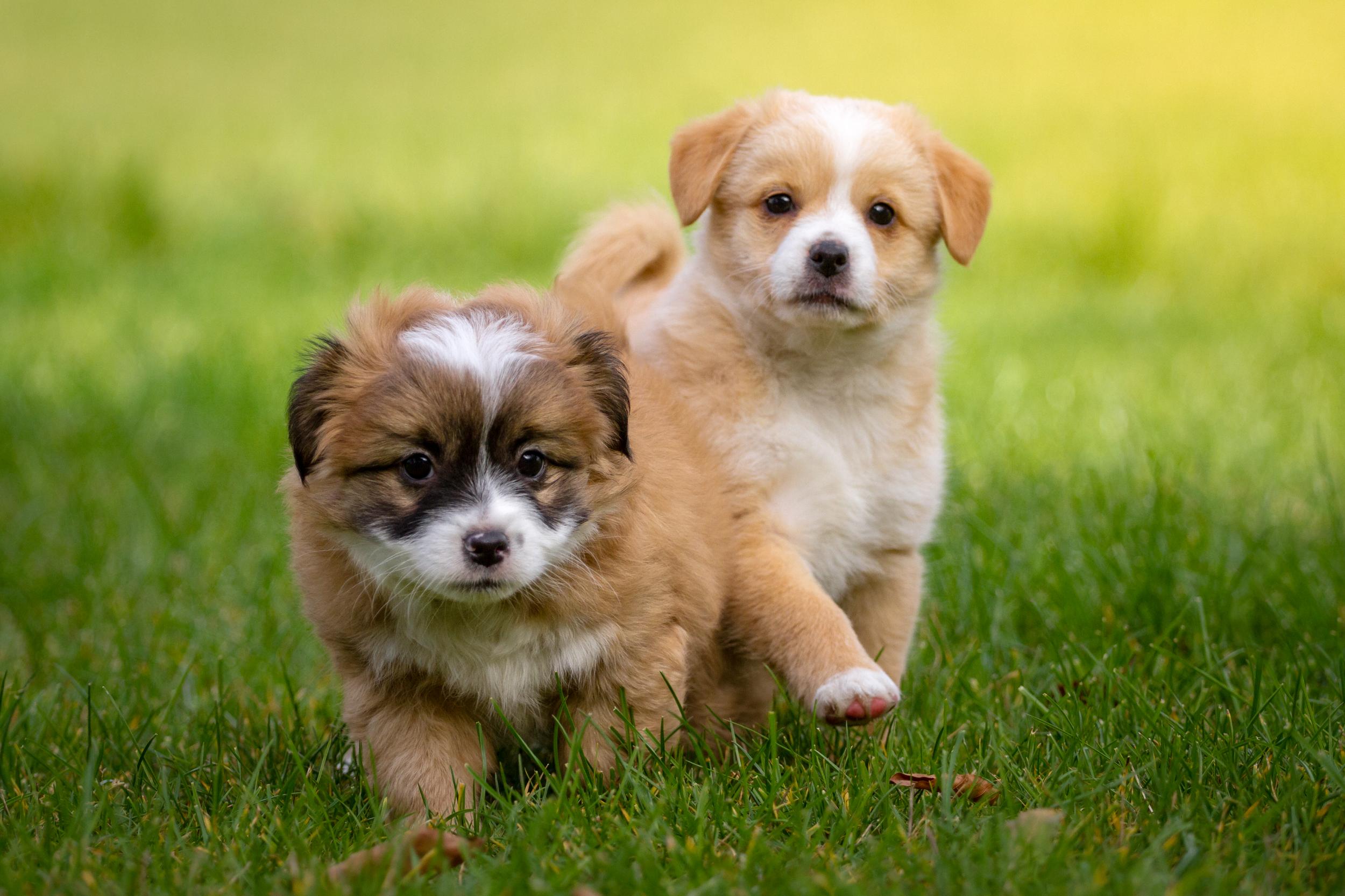 Two Fluffy Puppies Playing in Grass