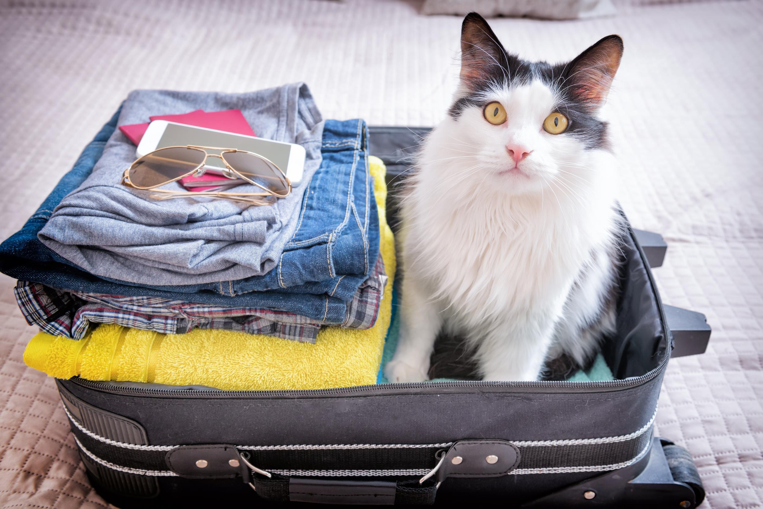 Grey and White Cat Sitting in Suitcase