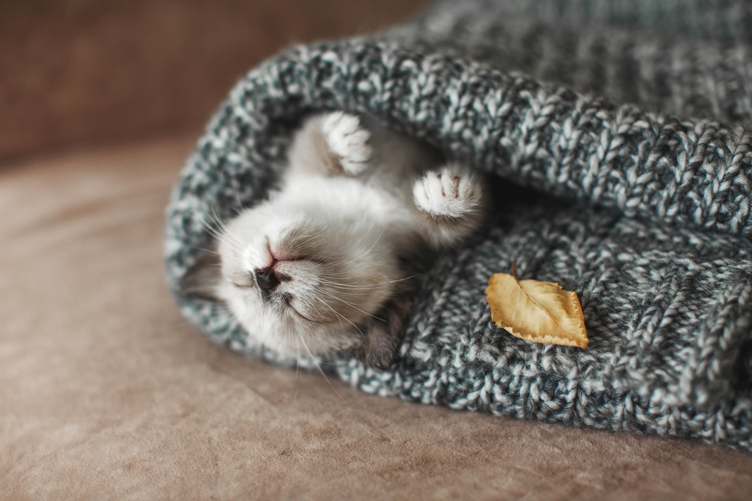 Little Kitten Sleeping in Hat