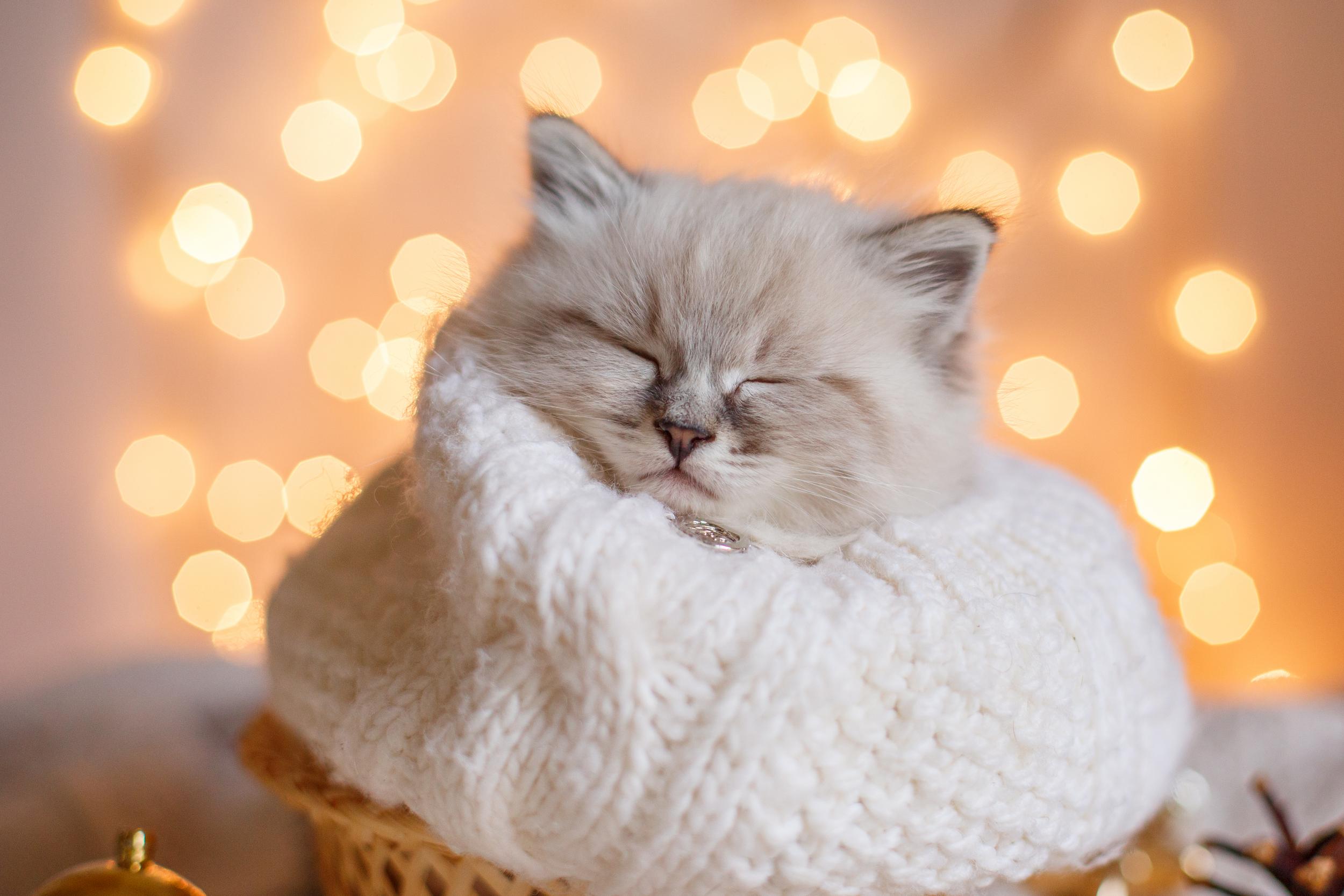Kitten Wrapped in Blanket with Lighted Background